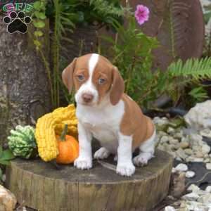 Rusty, Jack Russell Mix Puppy
