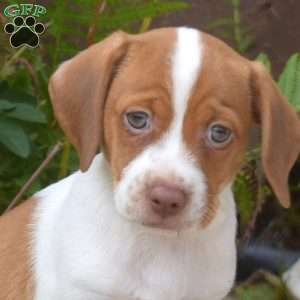 Rusty, Jack Russell Mix Puppy