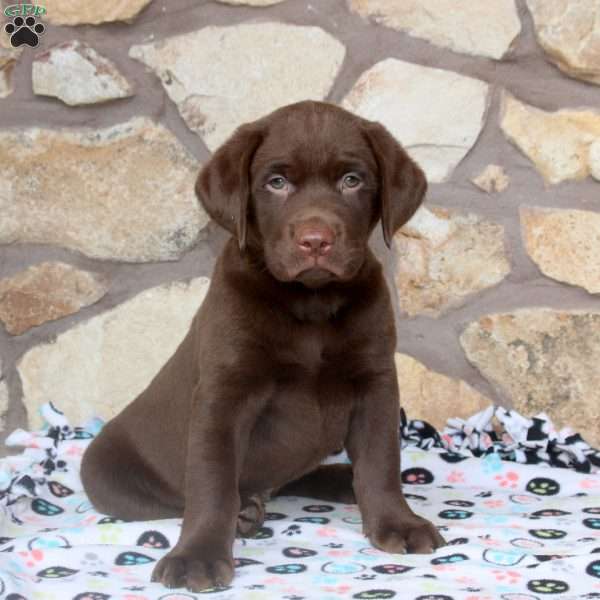 Ryan, Chocolate Labrador Retriever Puppy