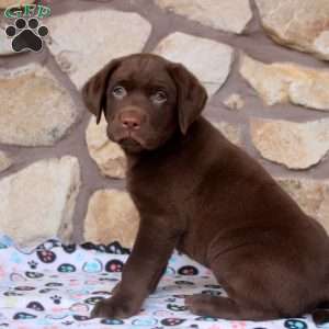 Ryan, Chocolate Labrador Retriever Puppy