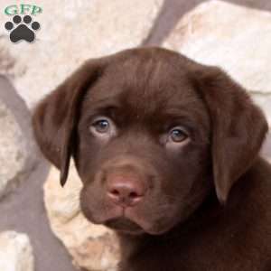 Ryan, Chocolate Labrador Retriever Puppy