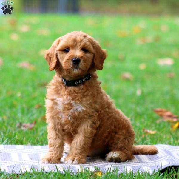 Ryder, Goldendoodle Puppy