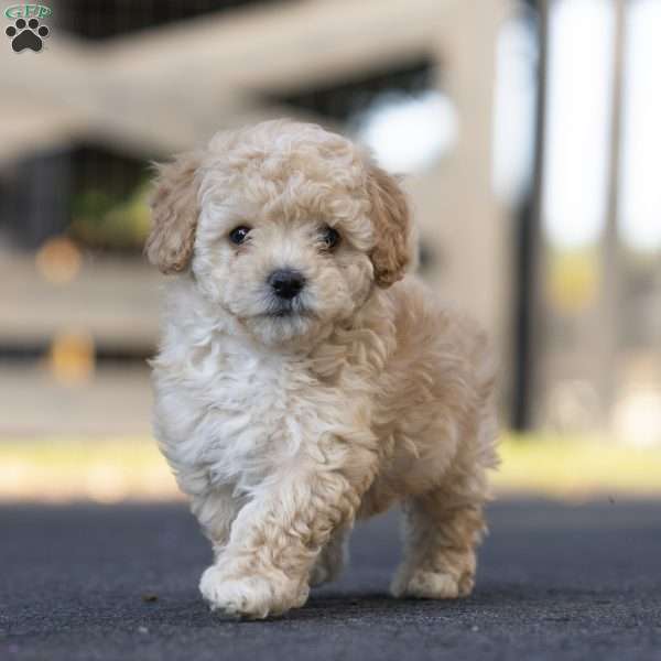 Pilot, Miniature Poodle Mix Puppy