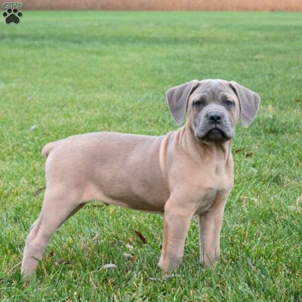 Saber, Cane Corso Puppy