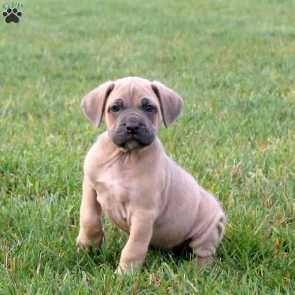 Saber, Cane Corso Puppy