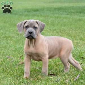 Saber, Cane Corso Puppy