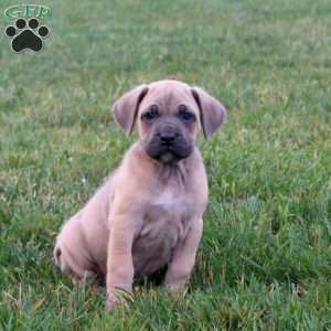 Saber, Cane Corso Puppy