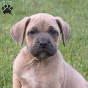 Saber, Cane Corso Puppy