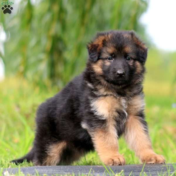 Sable, German Shepherd Puppy