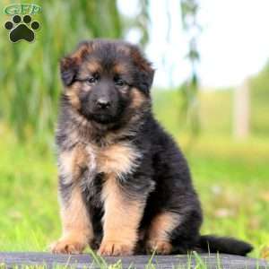 Sable, German Shepherd Puppy