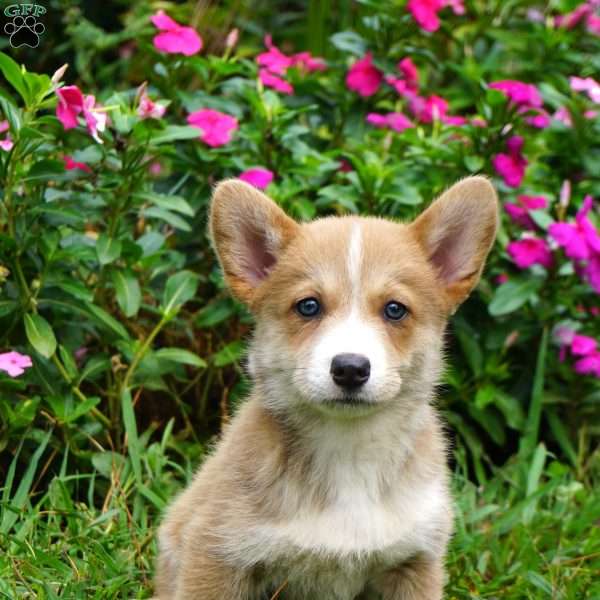 Sadie, Welsh Corgi Mix Puppy