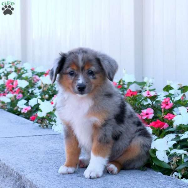 Sage, Miniature Australian Shepherd Puppy