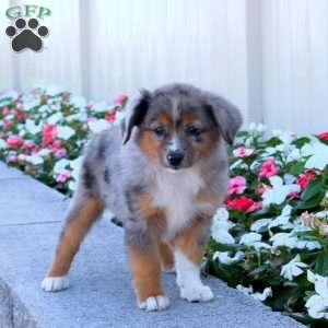 Sage, Miniature Australian Shepherd Puppy