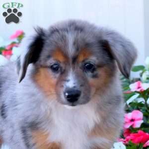 Sage, Miniature Australian Shepherd Puppy
