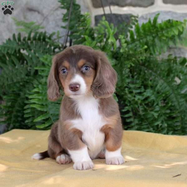 Sally, Dachshund Puppy