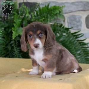 Sally, Dachshund Puppy