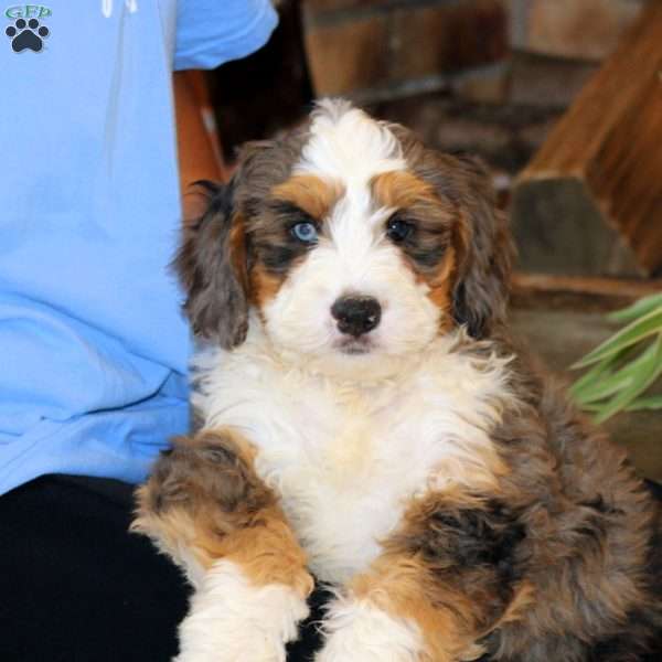 Sam, Bernedoodle Puppy