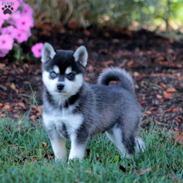 Sammy, Alaskan Klee Kai Puppy