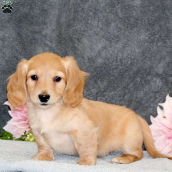 Sammy, Dachshund Puppy