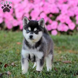 Sammy, Alaskan Klee Kai Puppy