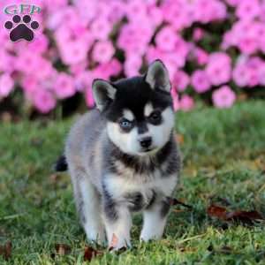 Sammy, Alaskan Klee Kai Puppy