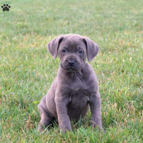 Samson, Cane Corso Puppy