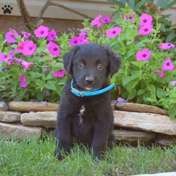 Samson, Golden Retriever Mix Puppy