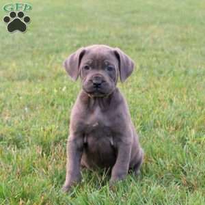Samson, Cane Corso Puppy