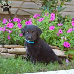 Samson, Golden Retriever Mix Puppy