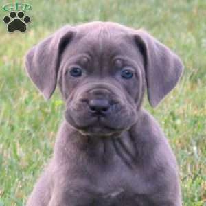 Samson, Cane Corso Puppy