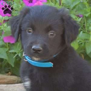 Samson, Golden Retriever Mix Puppy