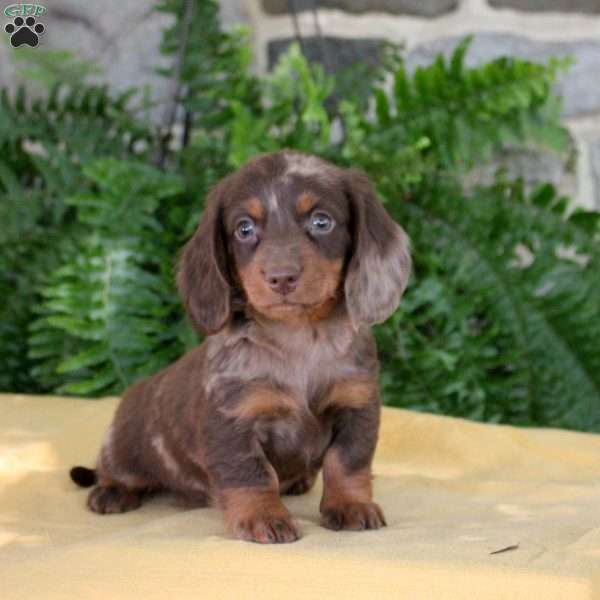 Samuel, Dachshund Puppy