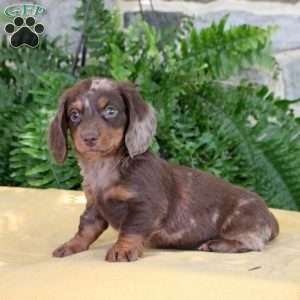 Samuel, Dachshund Puppy
