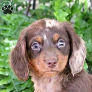 Samuel, Dachshund Puppy
