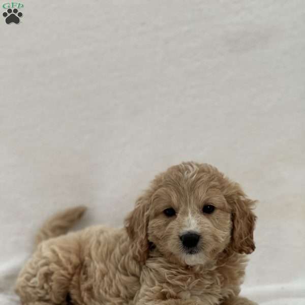 Samuel, Mini Goldendoodle Puppy