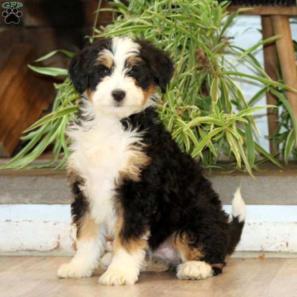 Sara, Bernedoodle Puppy