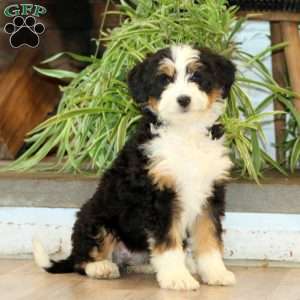 Sara, Bernedoodle Puppy