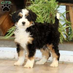Sara, Bernedoodle Puppy