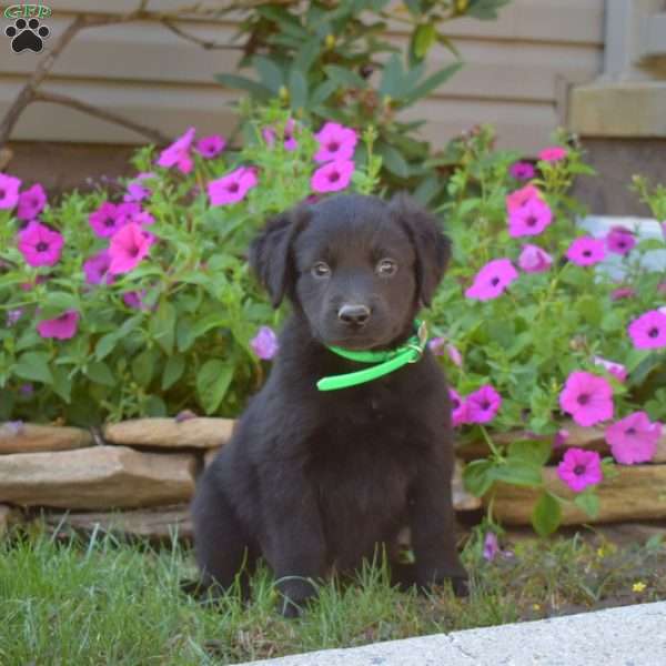 Sarge, Golden Retriever Mix Puppy