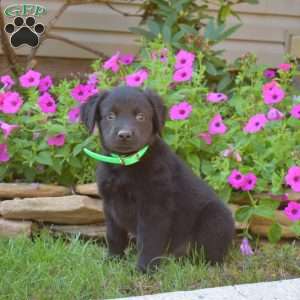 Sarge, Golden Retriever Mix Puppy