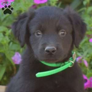 Sarge, Golden Retriever Mix Puppy