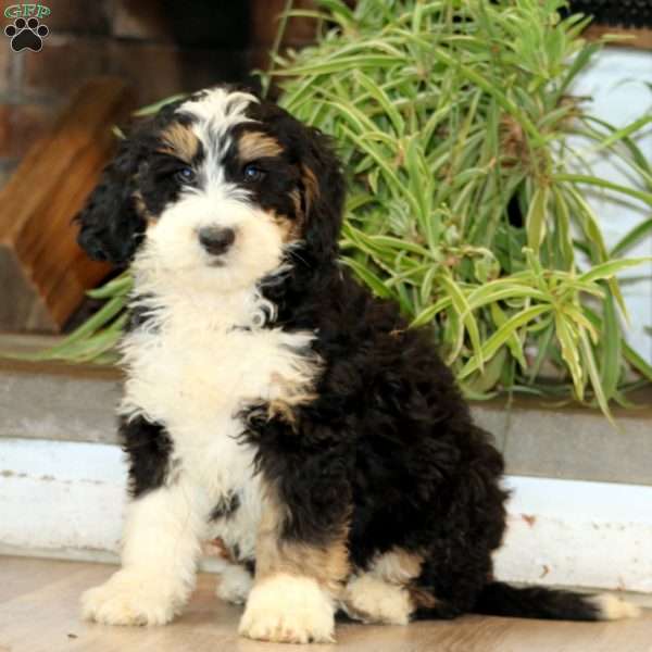 Sarge, Bernedoodle Puppy