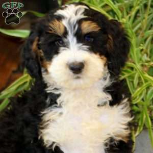 Sarge, Bernedoodle Puppy