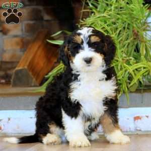 Sarge, Bernedoodle Puppy