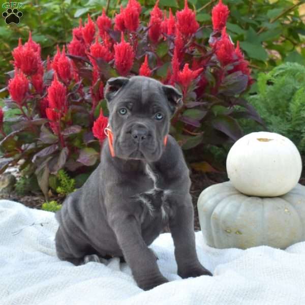 Sasha, Cane Corso Puppy