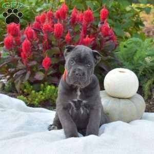 Sasha, Cane Corso Puppy