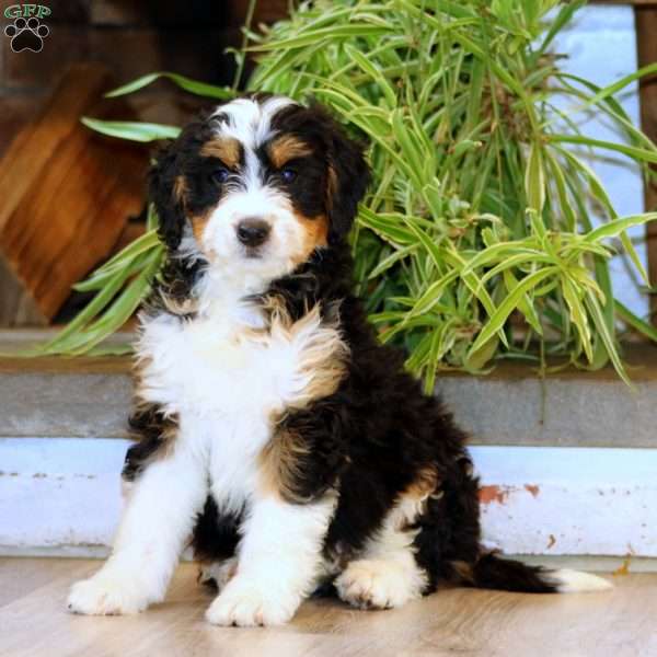 Sasha, Bernedoodle Puppy