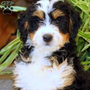 Sasha, Bernedoodle Puppy