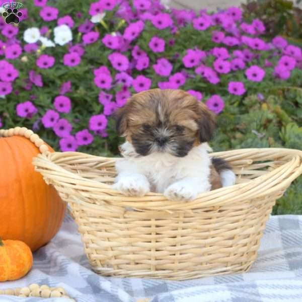 Sassy, Shih Tzu Puppy