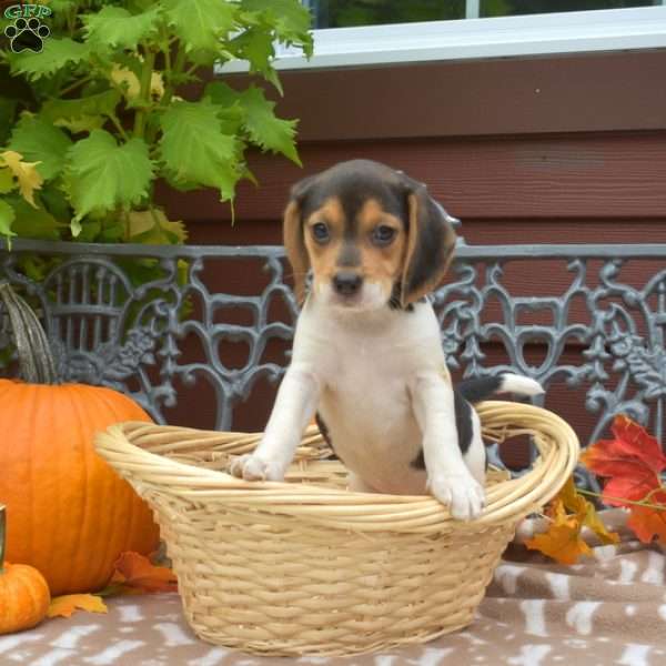 Sassy, Beagle Puppy